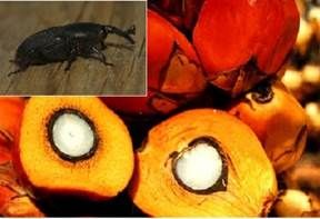 icudo negro en la palma de aceite