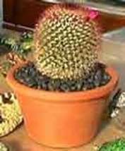 http://articulos.infojardin.com/articulos/Fotos_terraza_cultivar/volcanica.jpg