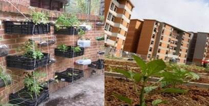 ultivos hidropónico y organopónico