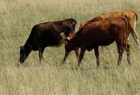 anado ayuda a combatir la deforestación