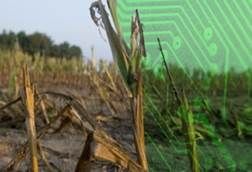 ecnología para plantas resistentes a la sequía