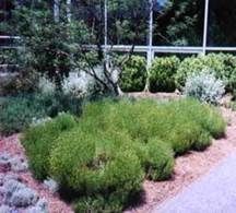 http://articulos.infojardin.com/articulos/fotos-jardineria-ecologica/autoctonas.jpg