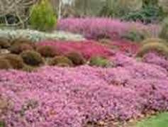 http://articulos.infojardin.com/articulos/fotos-jardineria-ecologica/masas-arbustos.jpg
