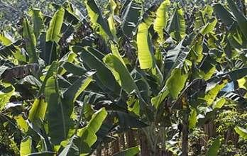 a fibra del plátano en la industria