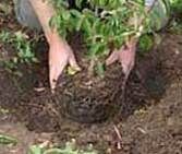 http://articulos.infojardin.com/articulos/fotos-6-labores-basicas/plantando.jpg