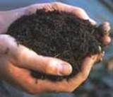 http://articulos.infojardin.com/articulos/fotos-6-labores-basicas/materia-organica.jpg