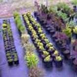 http://articulos.infojardin.com/articulos/fotos-6-labores-basicas/malla.jpg