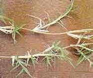 http://articulos.infojardin.com/articulos/fotos-6-labores-basicas/hierba-perenne-grama.jpg