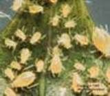 http://articulos.infojardin.com/articulos/fotos-6-labores-basicas/pulgones.jpg