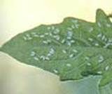 http://articulos.infojardin.com/articulos/fotos-6-labores-basicas/mosca-blanca.jpg