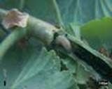 http://articulos.infojardin.com/articulos/fotos-6-labores-basicas/mariposa-del-geranio.jpg