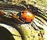 http://articulos.infojardin.com/articulos/fotos-6-labores-basicas/mariquita.jpg