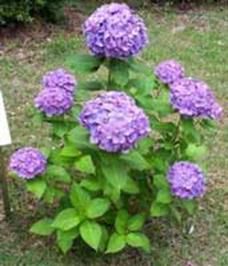 http://articulos.infojardin.com/articulos/Fotos_ph_suelo/hortensia.jpg
