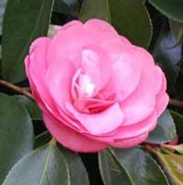http://articulos.infojardin.com/articulos/Fotos_ph_suelo/camelia.jpg