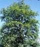 http://fichas.infojardin.com/foto-arbol/mini-fotos/alnus-cordata.jpg