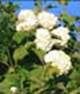 http://fichas.infojardin.com/foto-arbusto/mini-fotos/viburnum-opulus.jpg