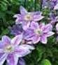 http://fichas.infojardin.com/foto-trepadoras/mini-fotos/clematis-1.jpg