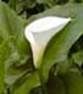 http://fichas.infojardin.com/foto-acuaticas/mini-fotos/zantedeschia-aethiopica-2.jpg