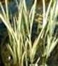 http://fichas.infojardin.com/foto-acuaticas/mini-fotos/acorus-calamus-variegata.jpg