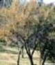 http://fichas.infojardin.com/foto-arbol/mini-fotos/acacia-caven.jpg