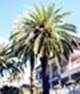 http://fichas.infojardin.com/foto-palmeras/mini-fotos/phoenix-canariensis-3.jpg