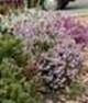 http://fichas.infojardin.com/foto-arbusto/mini-fotos/erica-carnea.jpg