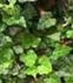 http://fichas.infojardin.com/foto-trepadoras/mini-fotos/hedera-helix.jpg