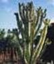 http://fichas.infojardin.com/foto-crasas/mini-fotos/euphorbia-ammak.jpg