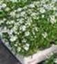 http://fichas.infojardin.com/foto-perennes-anuales/minifotos/alyssum-maritimum.jpg