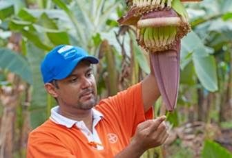 ultivo banano colombia