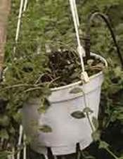 http://articulos.infojardin.com/articulos/Fotos_riego_sistemas/goteo_tubito.jpg