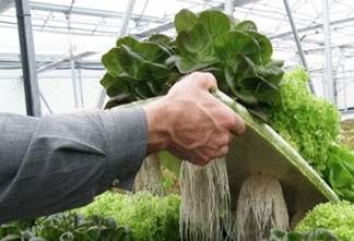 istemas flotantes para cultivos
