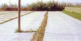 http://articulos.infojardin.com/huerto/fotos-semillas-semilleros/solarizacion-1.jpg