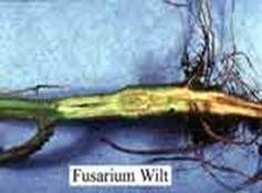 http://articulos.infojardin.com/huerto/Fotos_suelo_ph/fusarium.jpg