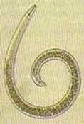 http://articulos.infojardin.com/huerto/Fotos_suelo_ph/nematodos-gusano.jpg
