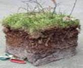 http://articulos.infojardin.com/trucos/Imagenes_nov/Profundidad/roca_suelo.jpg