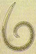 http://articulos.infojardin.com/huerto/Fotos_suelo_ph/nematodos-gusano.jpg