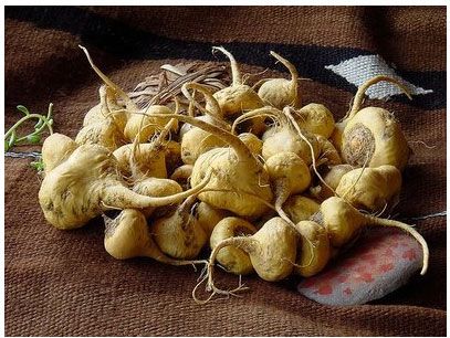 raiz de maca