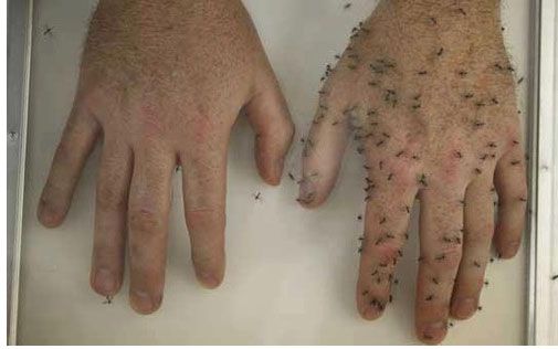 repelente de mosquitos con clavo de olor