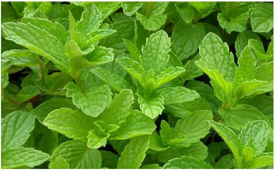 http://www.lashierbasmedicinales.com/wp-content/uploads/2013/03/menta.jpg