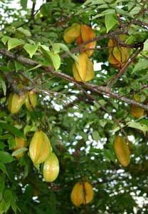http://articulos.infojardin.com/Frutales/fichas/foto-frutales/averrhoa-carambola-carambolo.jpg