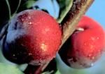 http://www.frutas-hortalizas.com/img/fruites_verdures/28a.jpg