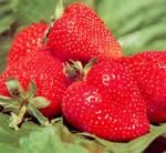 http://www.frutas-hortalizas.com/img/fruites_verdures/95a.jpg