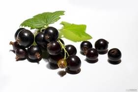 http://www.torange-es.com/photo/32/16/las-bayas-de-grosella-negra-y-hojas-de-forma-aislada-1410767632_57.jpg