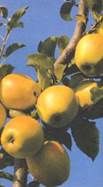 http://www.frutas-hortalizas.com/img/fruites_verdures/84c.jpg