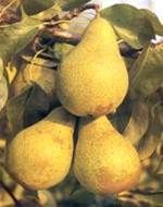 http://www.frutas-hortalizas.com/img/fruites_verdures/26a.jpg