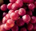 http://www.frutas-hortalizas.com/img/fruites_verdures/8a.jpg