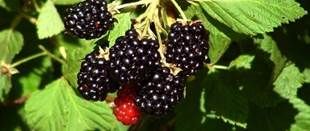 blackberries