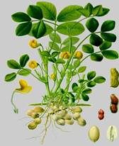 http://www.sabelotodo.org/agricultura/hortalizas/imagenes/mani.jpg
