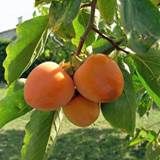 http://vitaminsupplementingredients.com/wp-content/uploads/2014/08/diospyros-kaki1.jpg